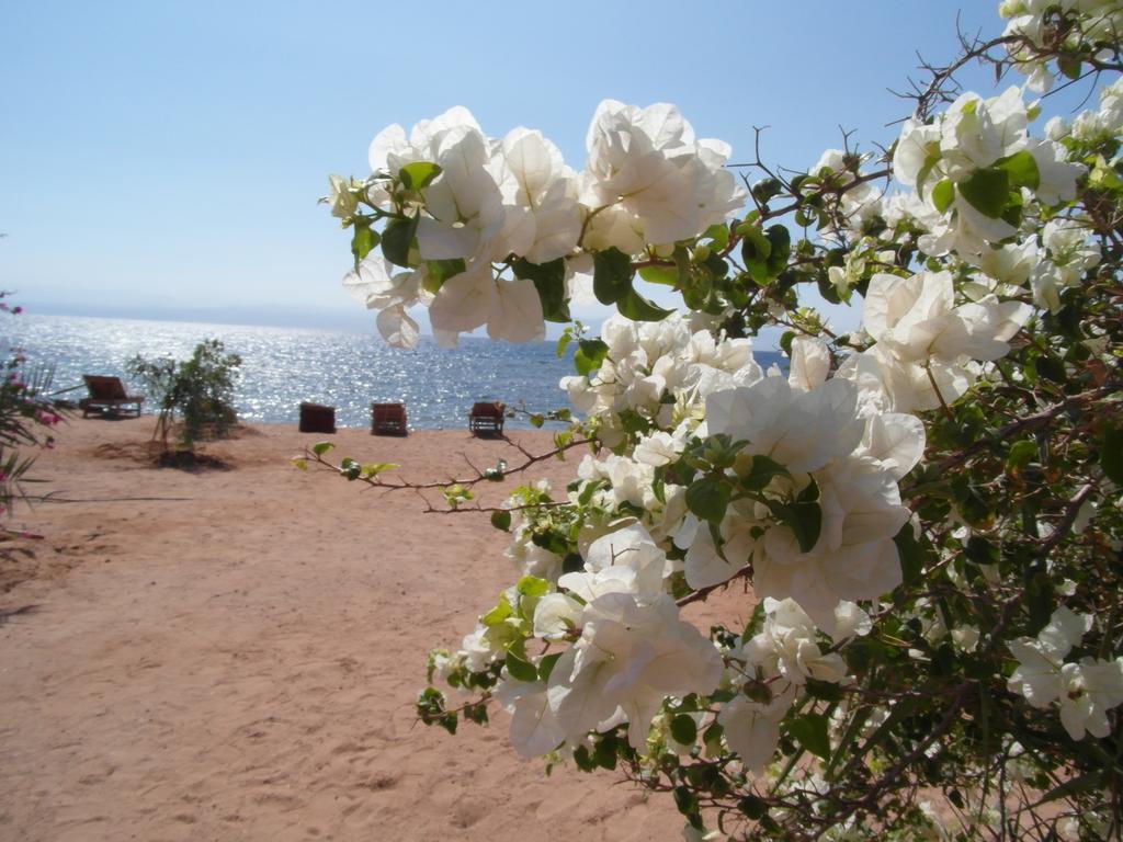 Отель Bedouin Star Таба Экстерьер фото