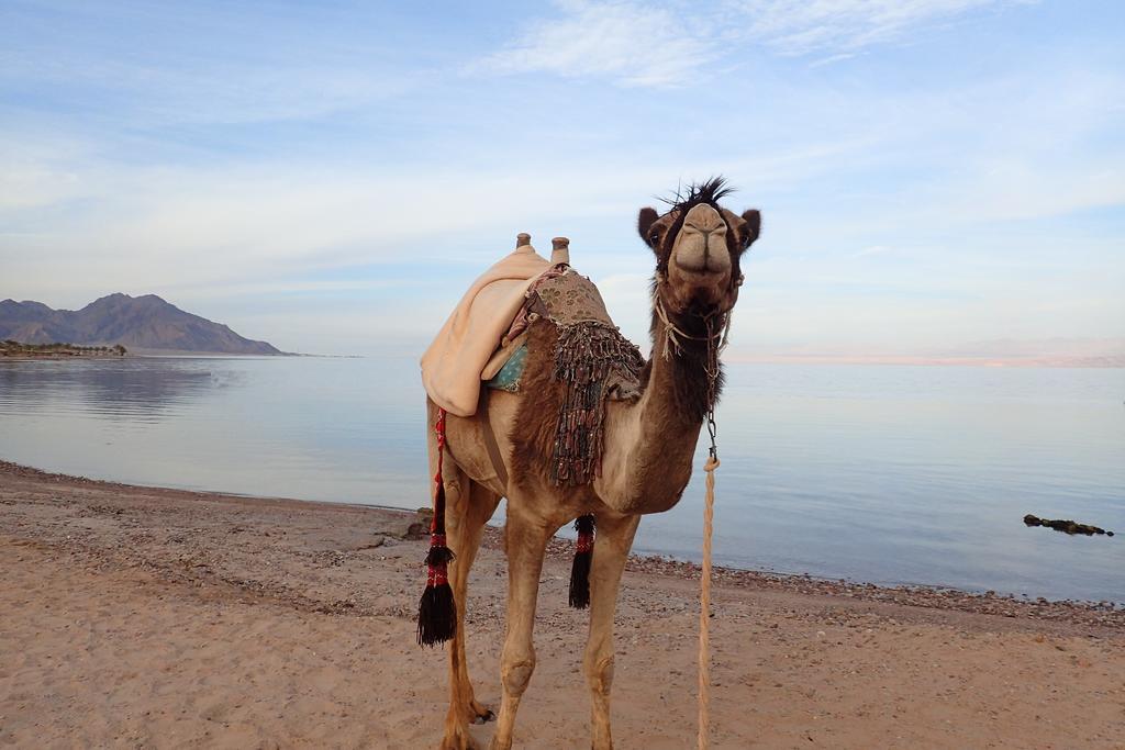 Отель Bedouin Star Таба Экстерьер фото